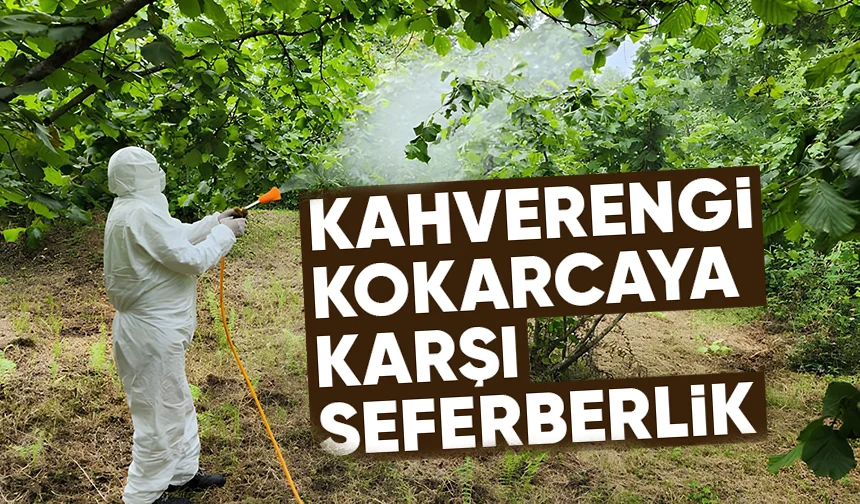 Zararlı böceğe karşı ekipler sahada