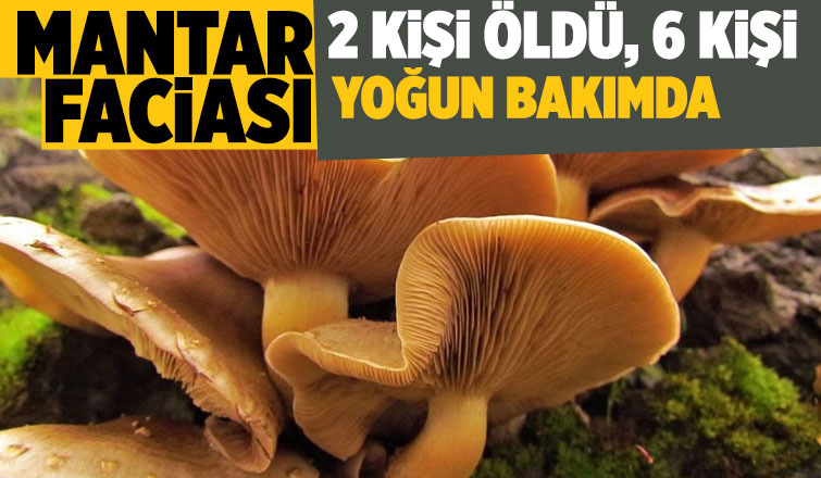  Zehirli mantar faciası: 2 ölü, 6 kişi yoğun bakımda