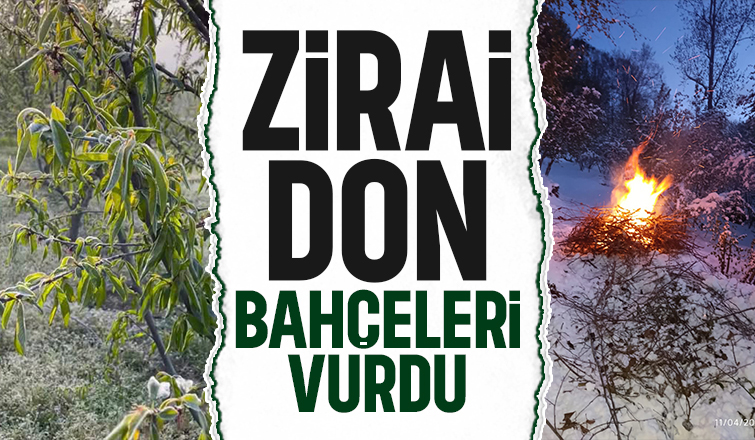 Zirai don Sakarya'da fındık ve meyve bahçelerini vurdu