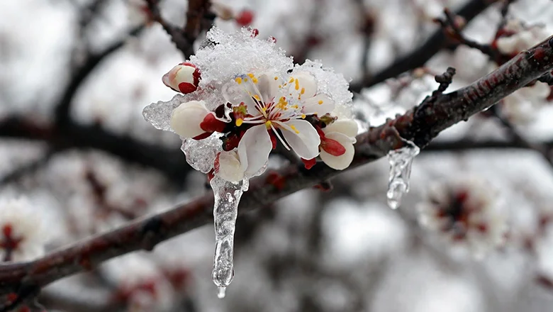 Zirai don uyarısı yapıldı; O günlere dikkat