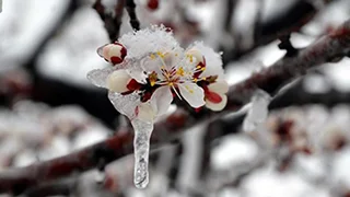 Zirai don uyarısı yapıldı; O günlere dikkat