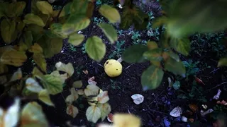 Zirai don vurdu; Eve gelen misafire ikram edecek kadar yok