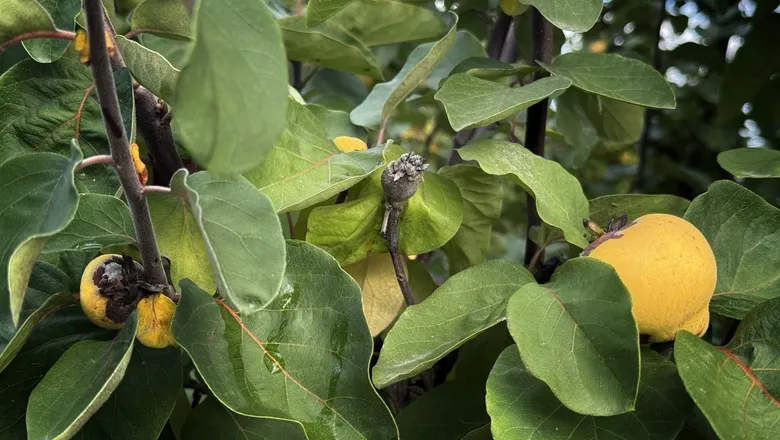 Zirai don vurdu; Eve gelen misafire ikram edecek kadar yok