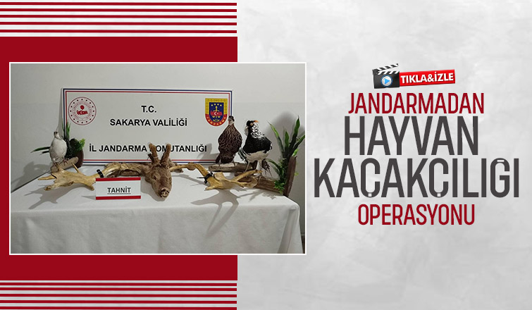 Kaçakçılık operasyonu; 98 hayvan ele geçirildi
