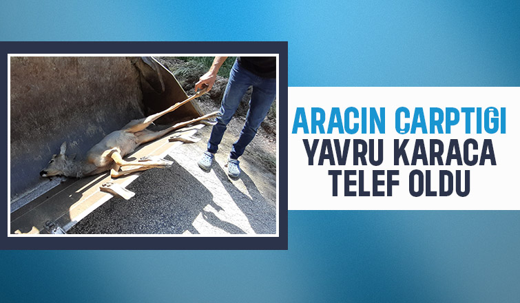 Karacaya çarptı