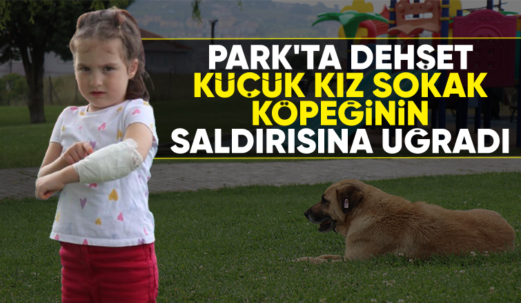 Parkta sokak köpeği dehşeti; Küçük kızı ısırdı