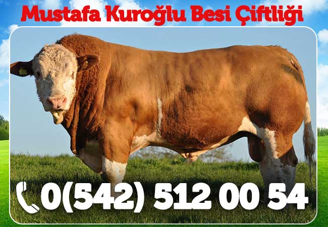 Mustafa Kuroğlu Besi Çiftliği