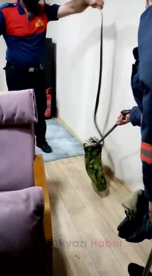 Tavandaki kartonpiyerden 2 yılan çıktı