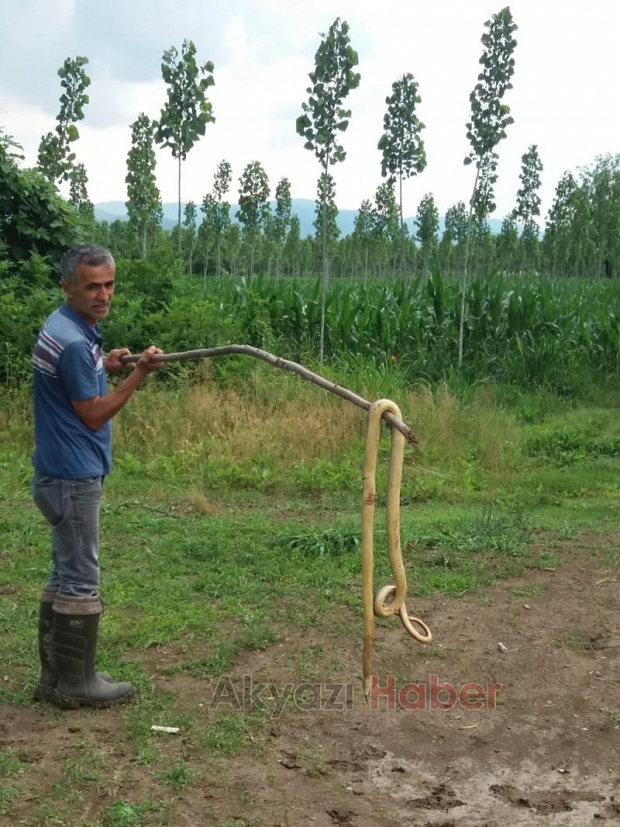 Akyazı'da dev yılan paniği