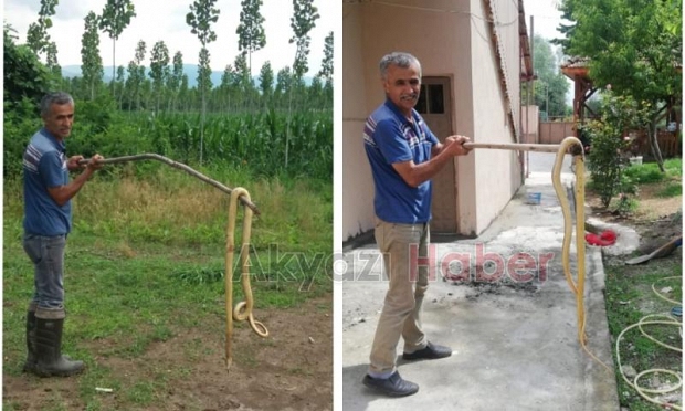 Akyazı'da dev yılan paniği