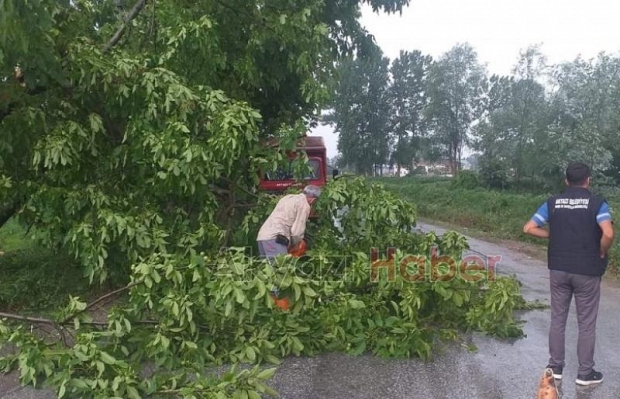Fırtına ağacı devirdi