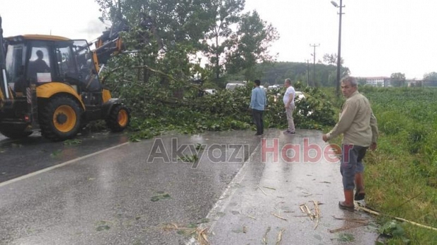 Fırtına ağacı devirdi