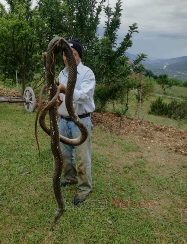4 metre boyunda dev yılanı böyle yakaladı