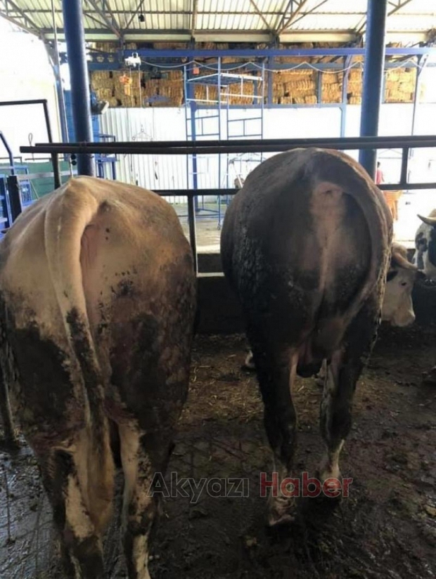 Hisse ve Kurbanlık satışları başladı