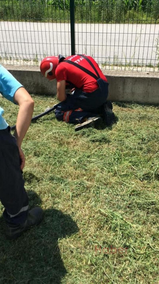 TOKİ konutlarında yılan paniği