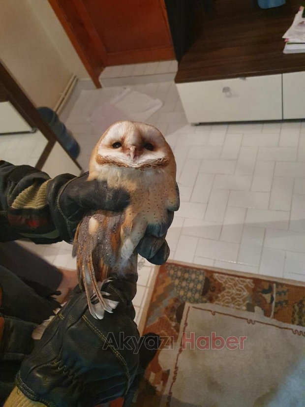 İtfaiyeden baykuş kurtarma operasyonu