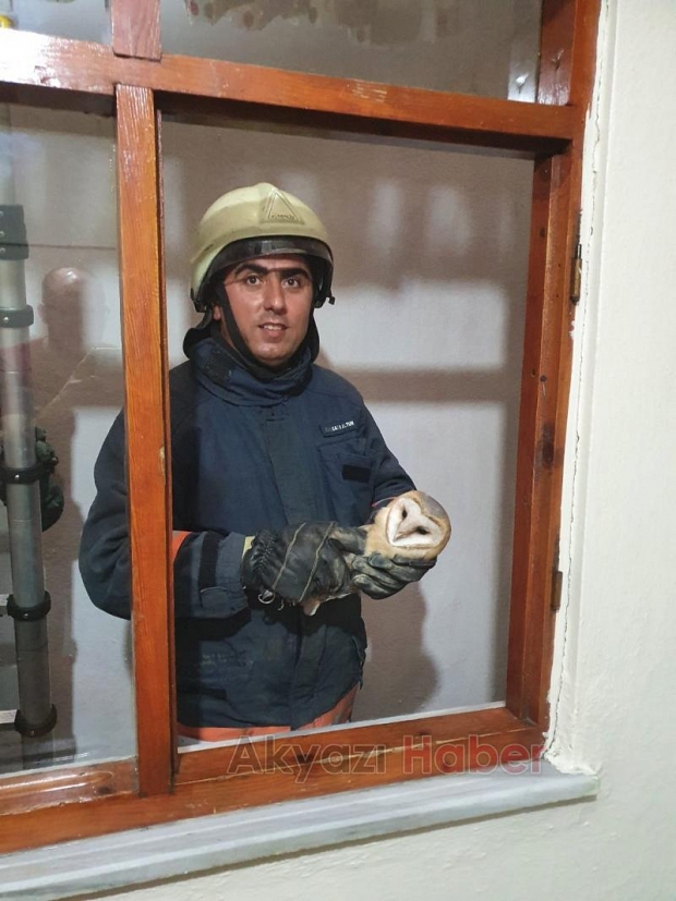 İtfaiyeden baykuş kurtarma operasyonu
