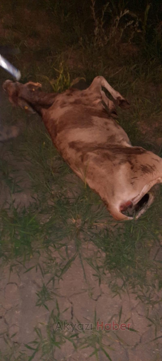 Topağaç'ta büyükbaş ölümleri