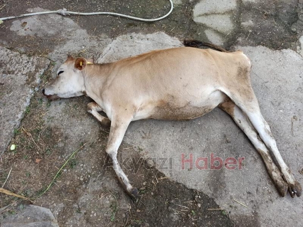 Akyazıda kene şoku