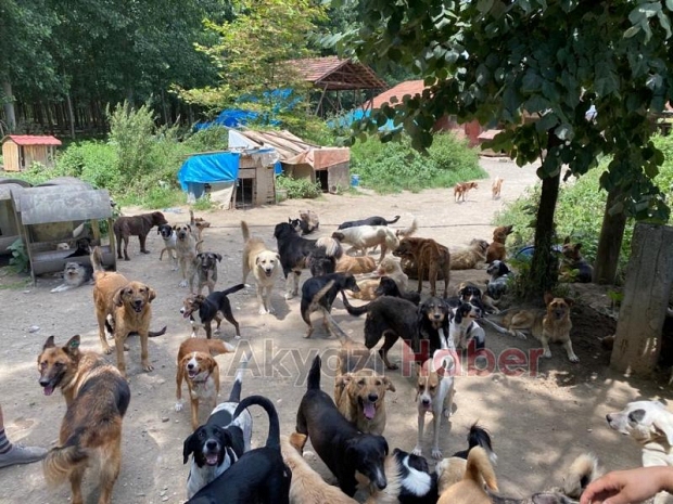 Sokak hayvanları için 200 çuval mama yardımı