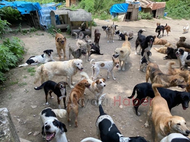 Sokak hayvanları için 200 çuval mama yardımı