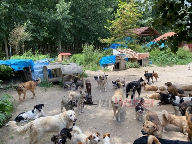 Sokak hayvanları için 200 çuval mama yardımı