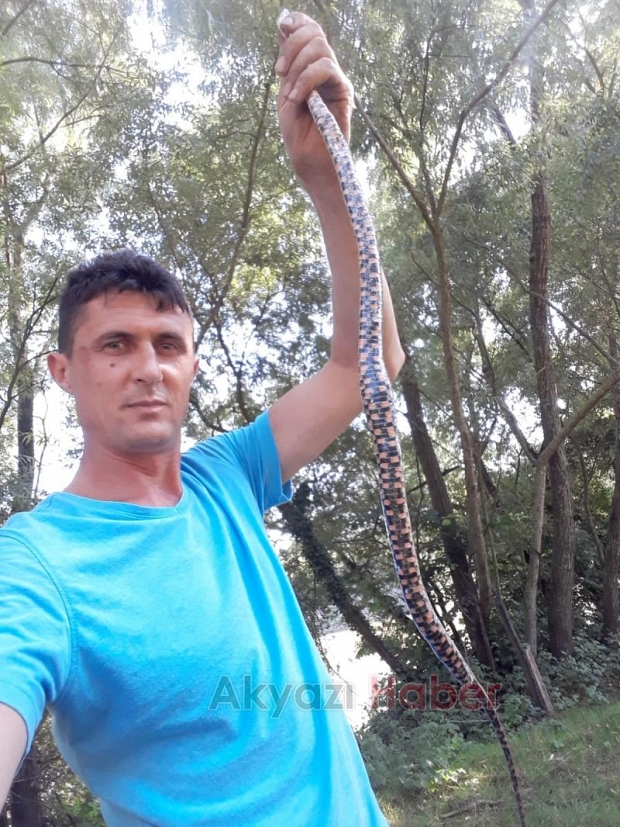 Tuttuğu balıklara yılan ortakçı çıktı!