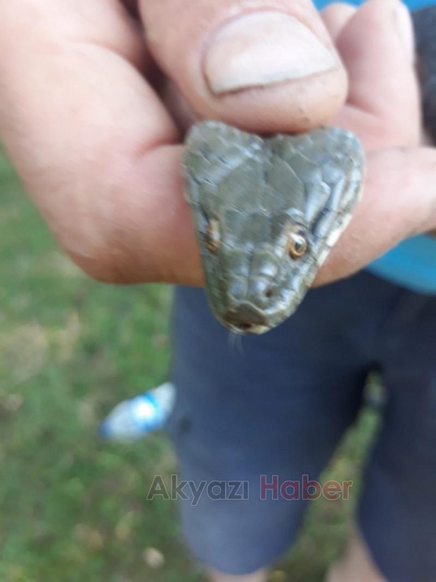 Tuttuğu balıklara yılan ortakçı çıktı!