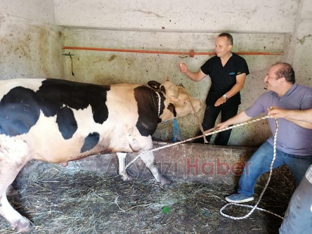 Kızgın boğa sakinleştirici yapılarak kesilebildi!