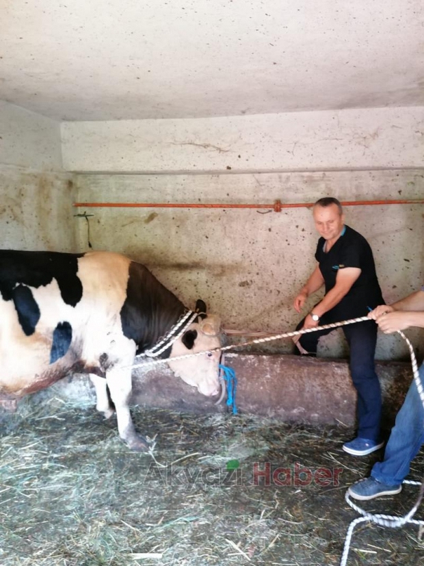Kızgın boğa sakinleştirici yapılarak kesilebildi!