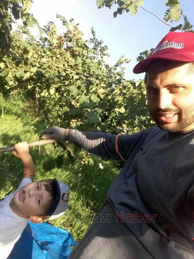Akyazı'da fındık toplanmaya başlandı
