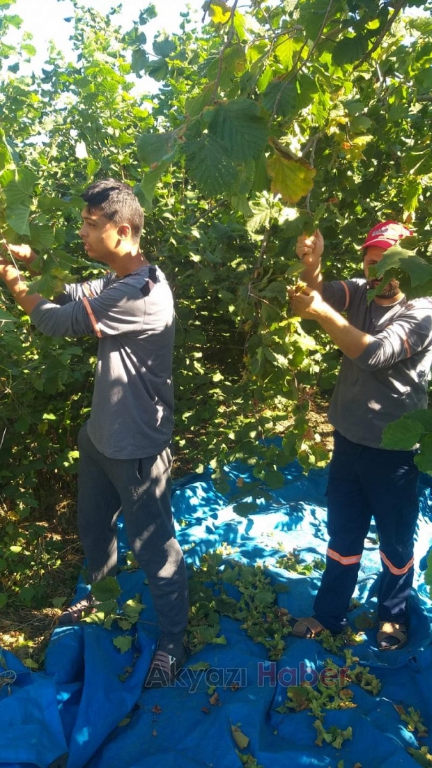 Akyazı'da fındık toplanmaya başlandı