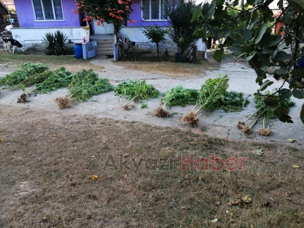 Akyazi Da Uyusturucu Operasyonu Akyazi Haber Akyazi Nin Bir Numarali Haber Sitesi Sakarya Haber