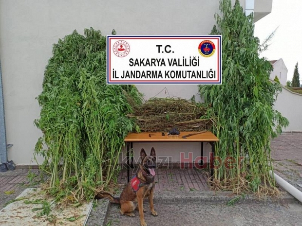 Akyazı'da uyuşturucu operasyonu