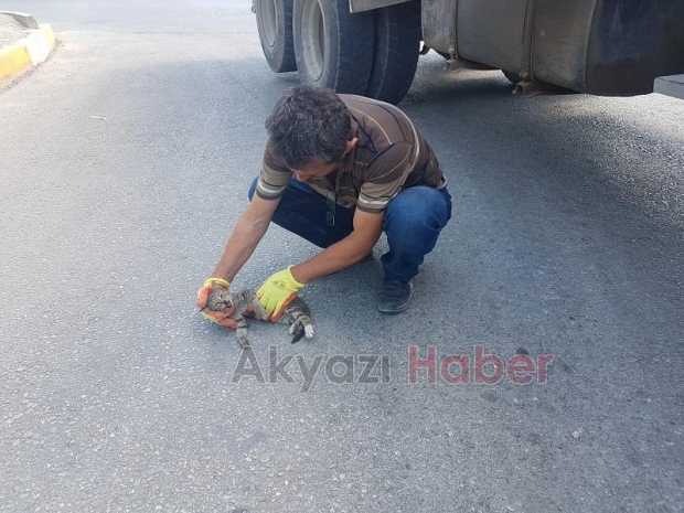 Vicdansızlık yavru kediye çarpıp kaçtı