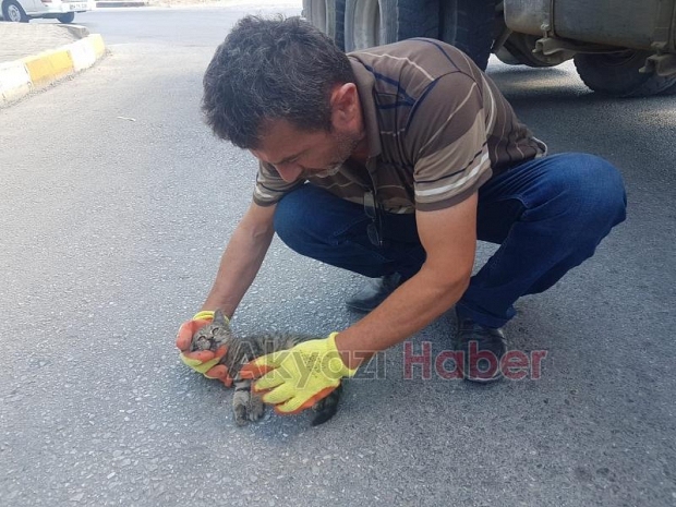 Vicdansızlık yavru kediye çarpıp kaçtı