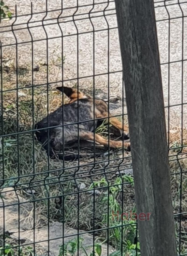 Ölü köpek sokakta çürümeye başladı