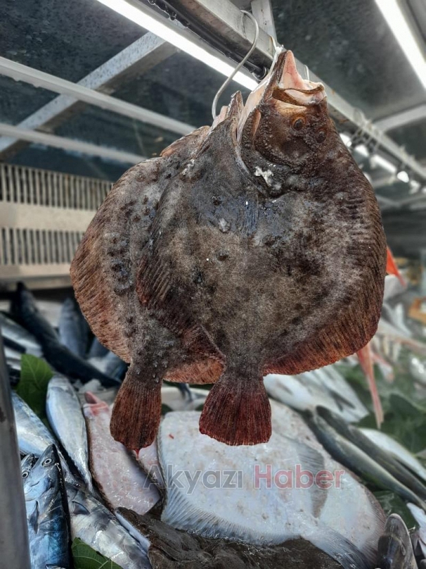 İşte sezonun ilk günü balık fiyatları