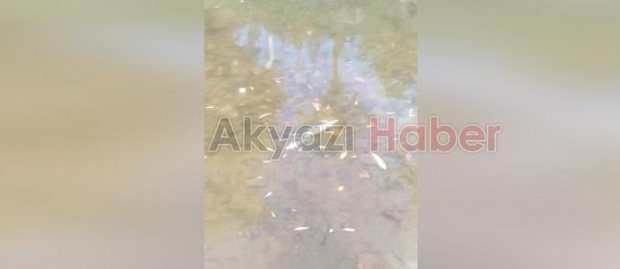Akyazı'daki o dere toplu balık ölümü