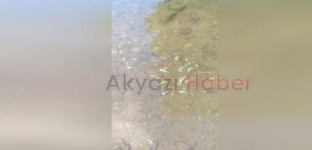 Akyazı'daki o dere toplu balık ölümü