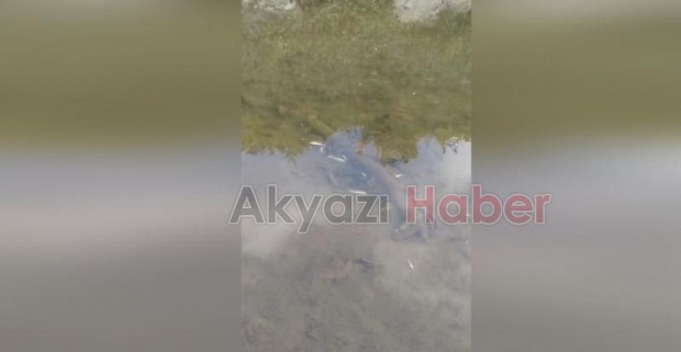 Akyazı'daki o dere toplu balık ölümü
