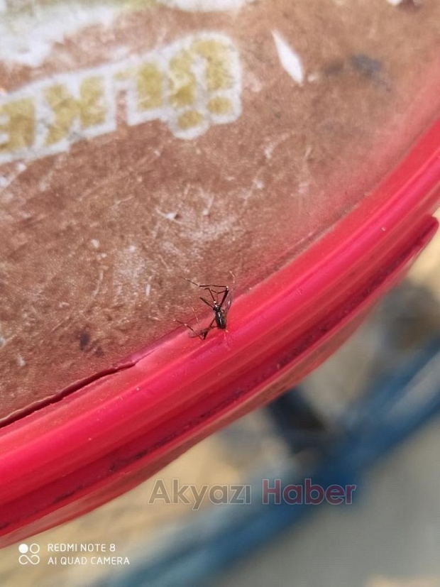 Akyazı'da Asya kaplanı korkusu