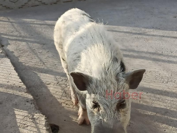 Polis baskınında bulundular
