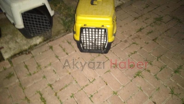Ölmek üzereyken bulundu