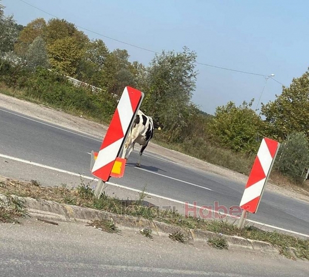 Ölüm kavşağında tehlike saçıyorlar