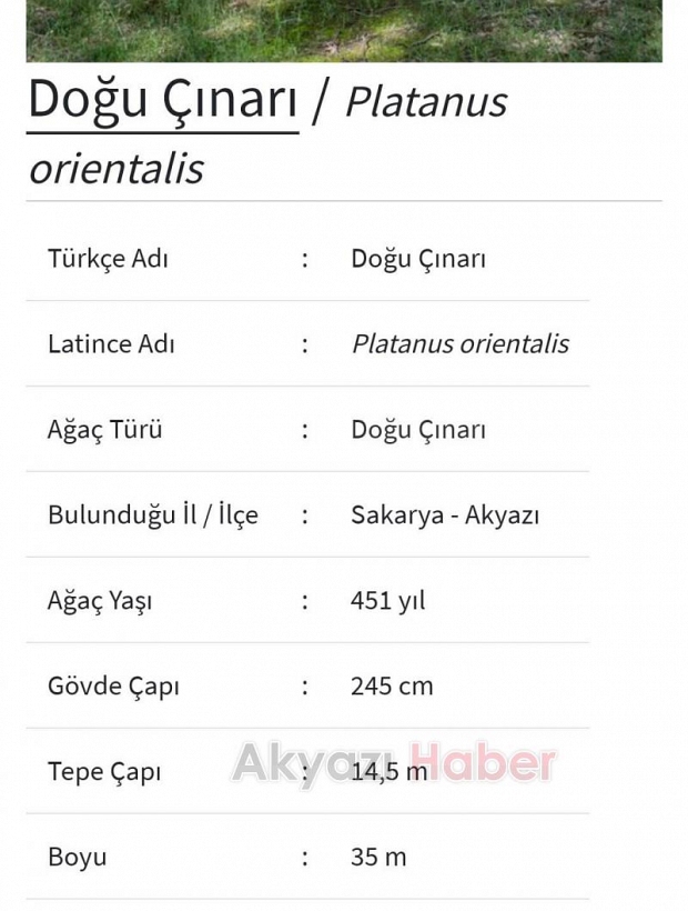 Akyazı'da  1061 ve 451 yaşında iki anıt ağaç var