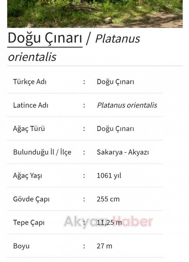 Akyazı'da  1061 ve 451 yaşında iki anıt ağaç var