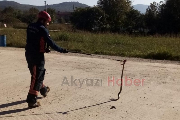 Akyazı'da yılan paniği