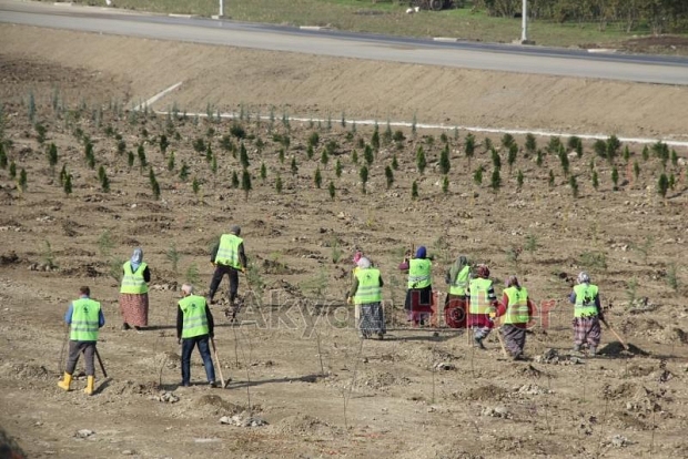 Milli Ağaçlandırma Bayramı töreni Akyazı'da yapıldı
