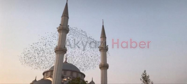 Sığırcık kuşlarından görsel şölen
